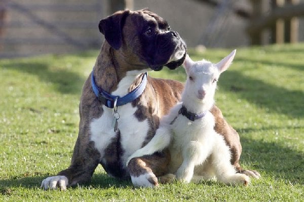 Boxer dog and goat kid 